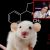Výzkum na myších